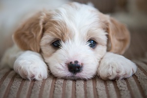 puppy 1
