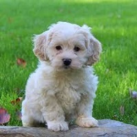 puppy 2