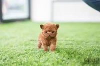 puppy 3