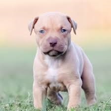 puppy 4