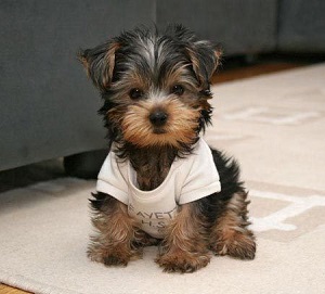 puppy 5